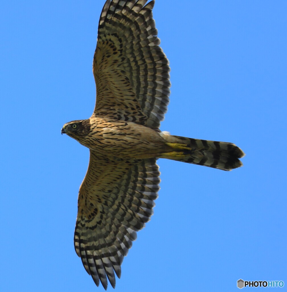 Northern goshawk