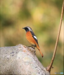 早朝の鳥探し