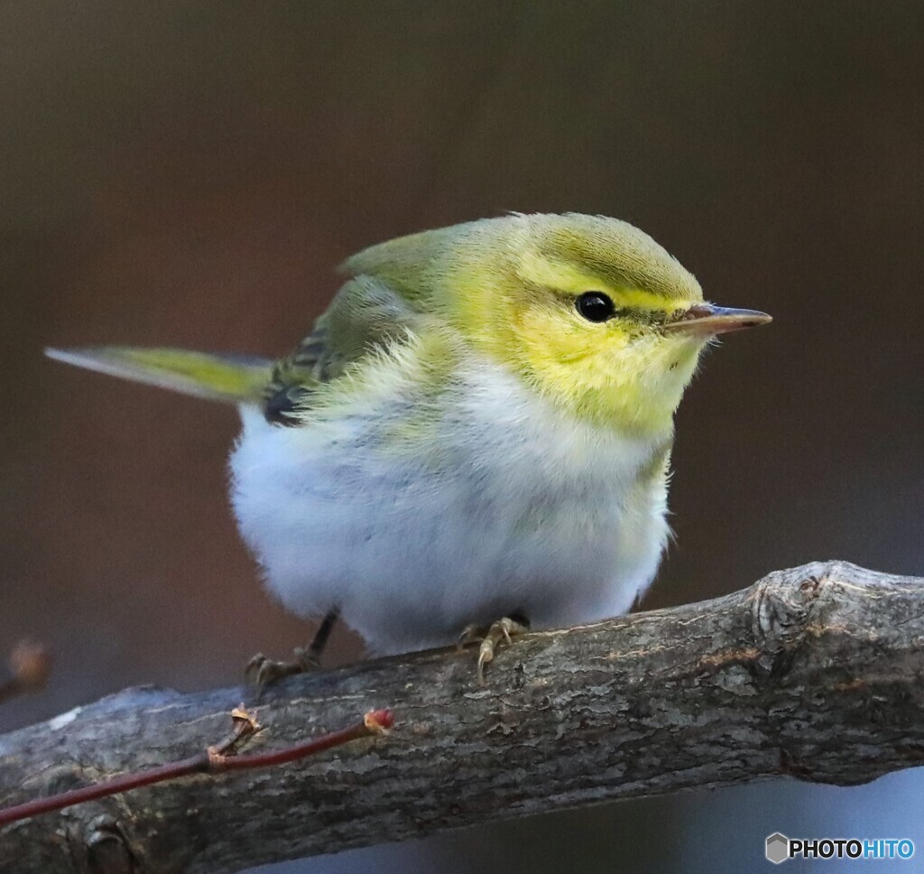 Wood Warbler