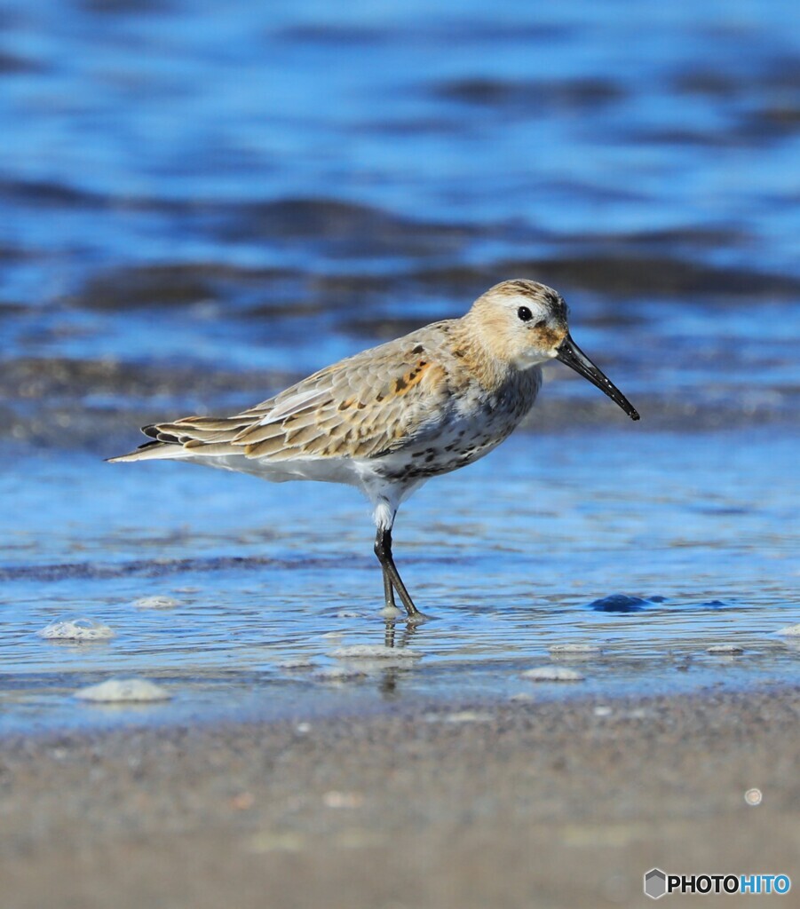 Oxbird