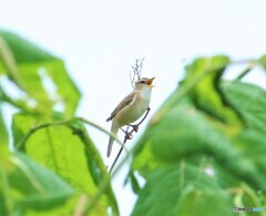 コヨシキリ