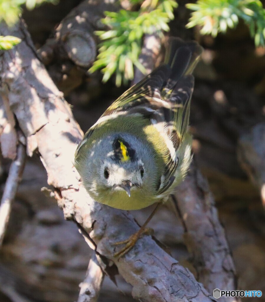 Goldcrest