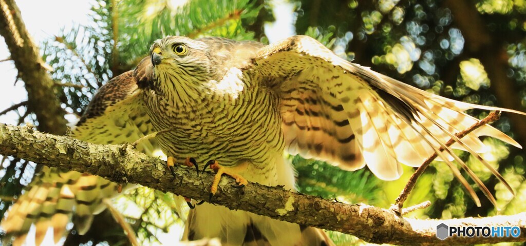 Sparrowhawk