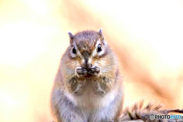 価格 Com 可愛いが 見た目と裏腹にそれほど飼いやすい生き物ではない リス シマリス まぐたろうさんのレビュー評価 評判