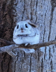 今年も