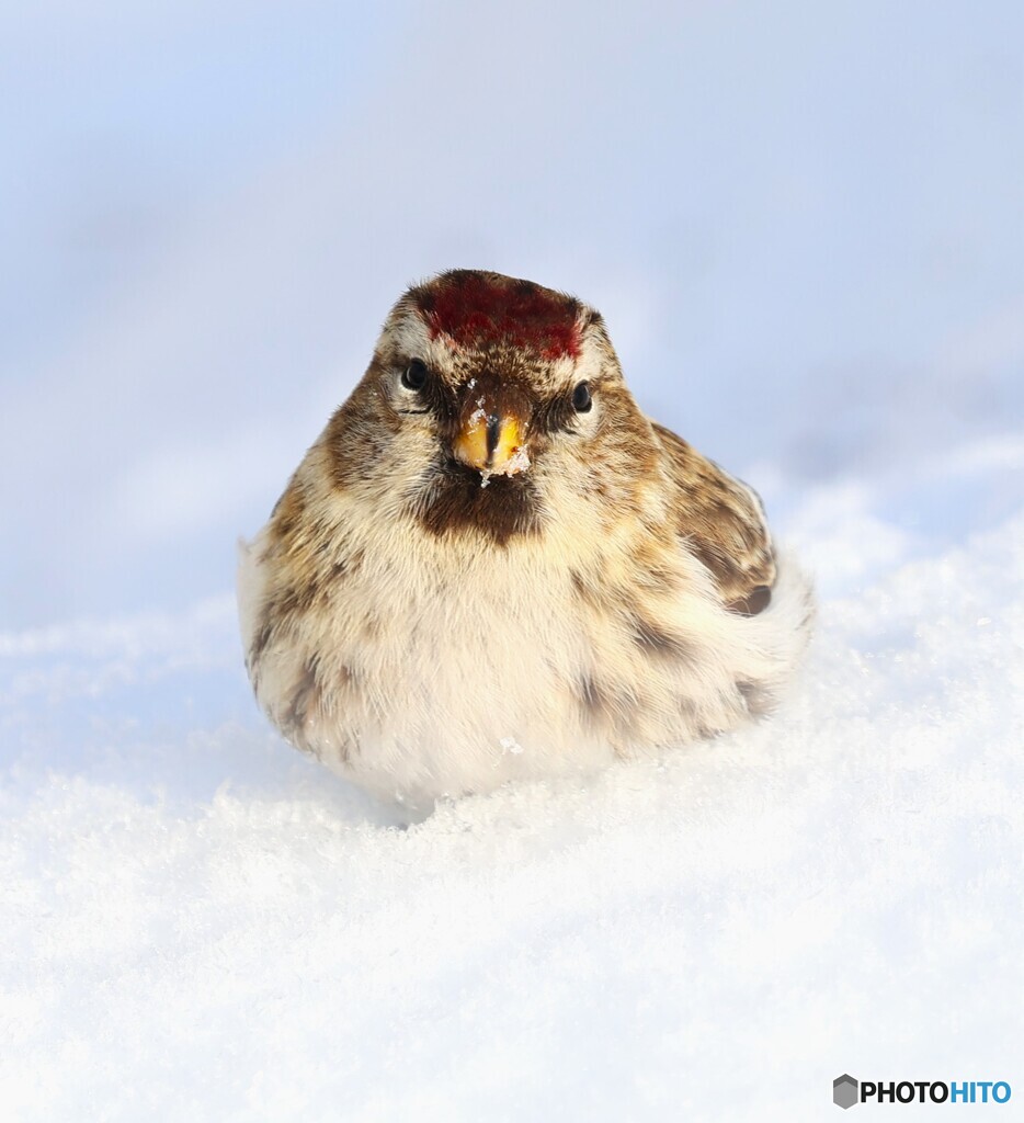 Redpoll