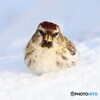 Redpoll