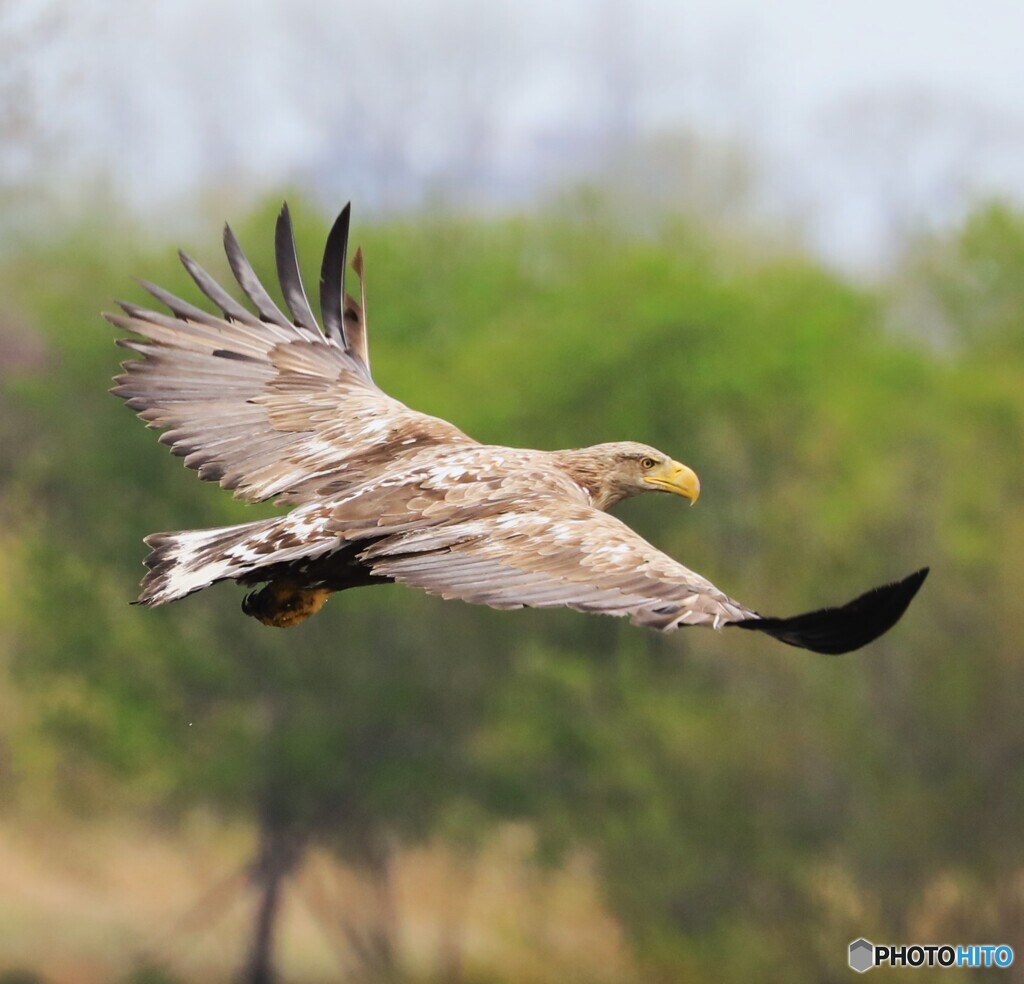 White-tailed eagle