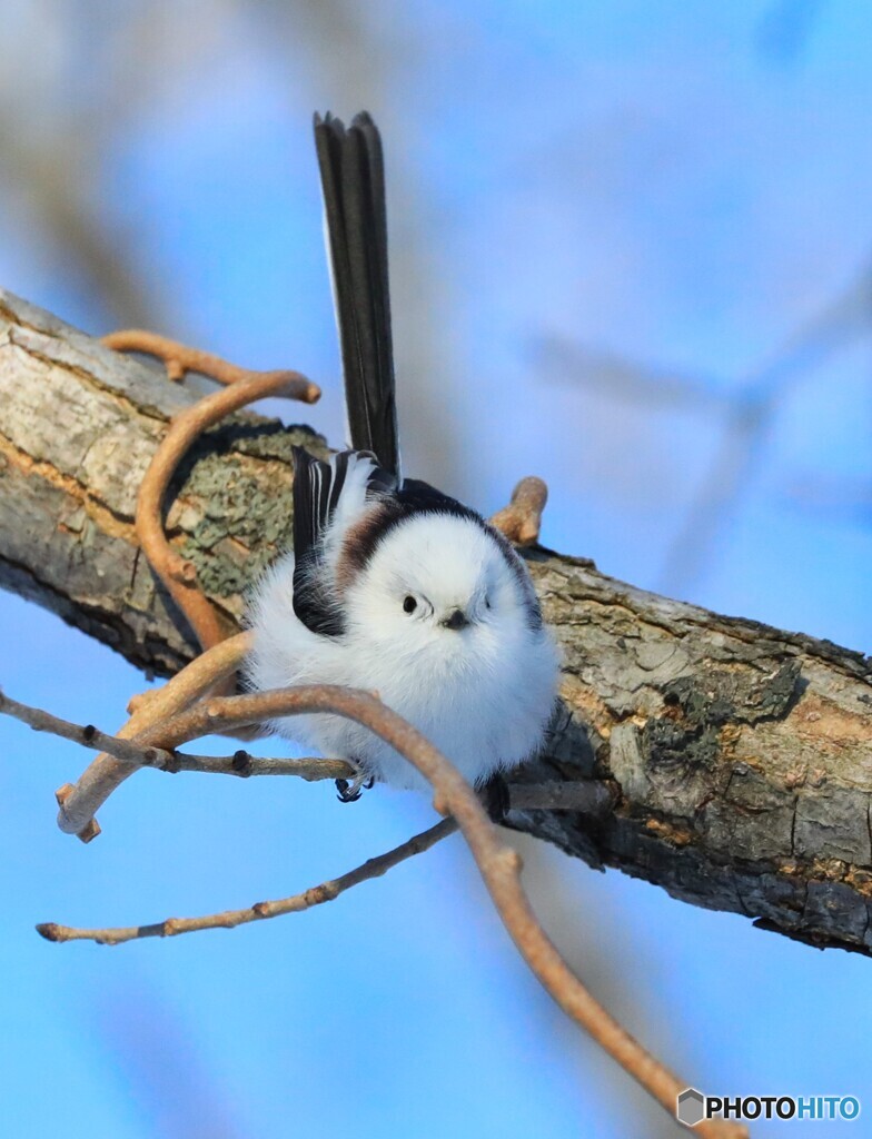 キリッ