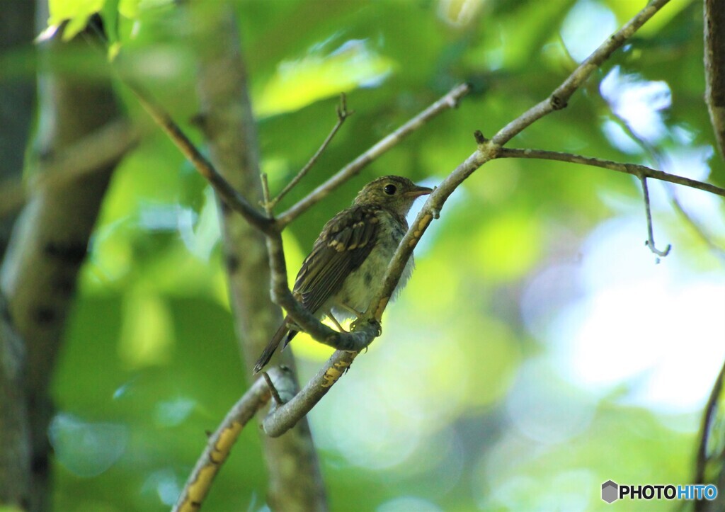 キビタキの幼鳥