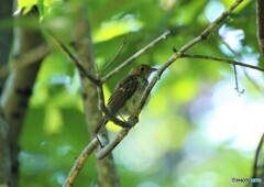 キビタキの幼鳥