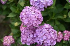 紫陽花2