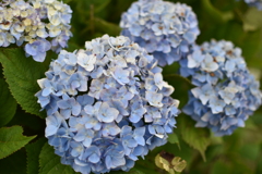 紫陽花