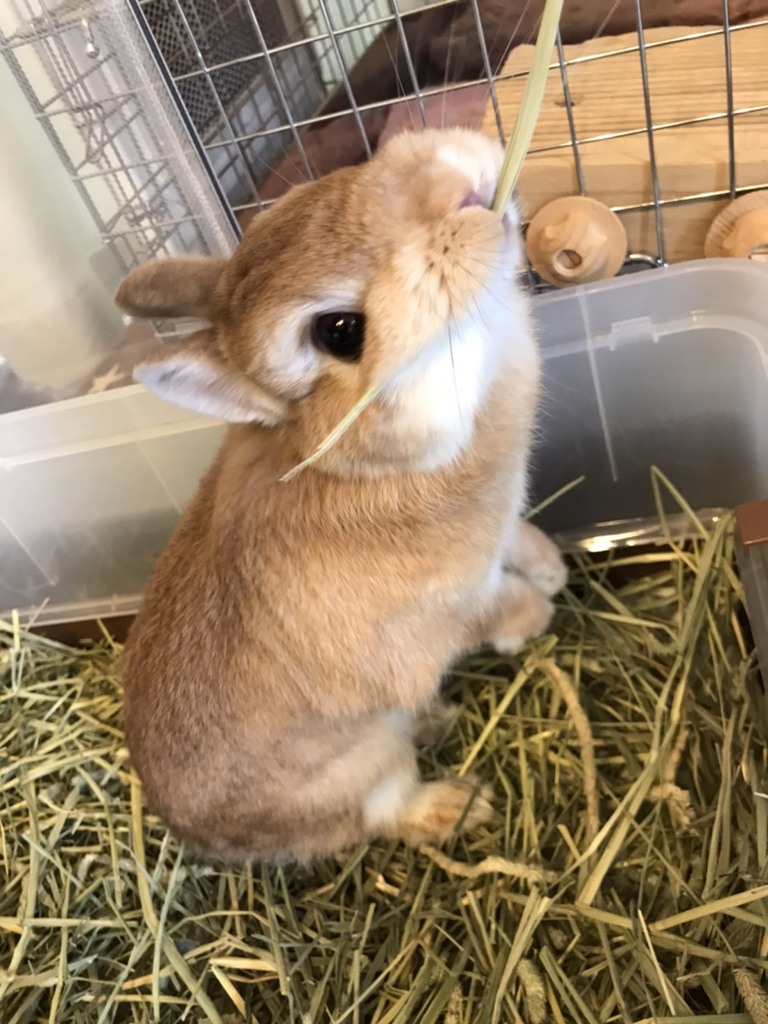 うさぎ釣り