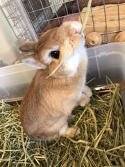 うさぎ釣り