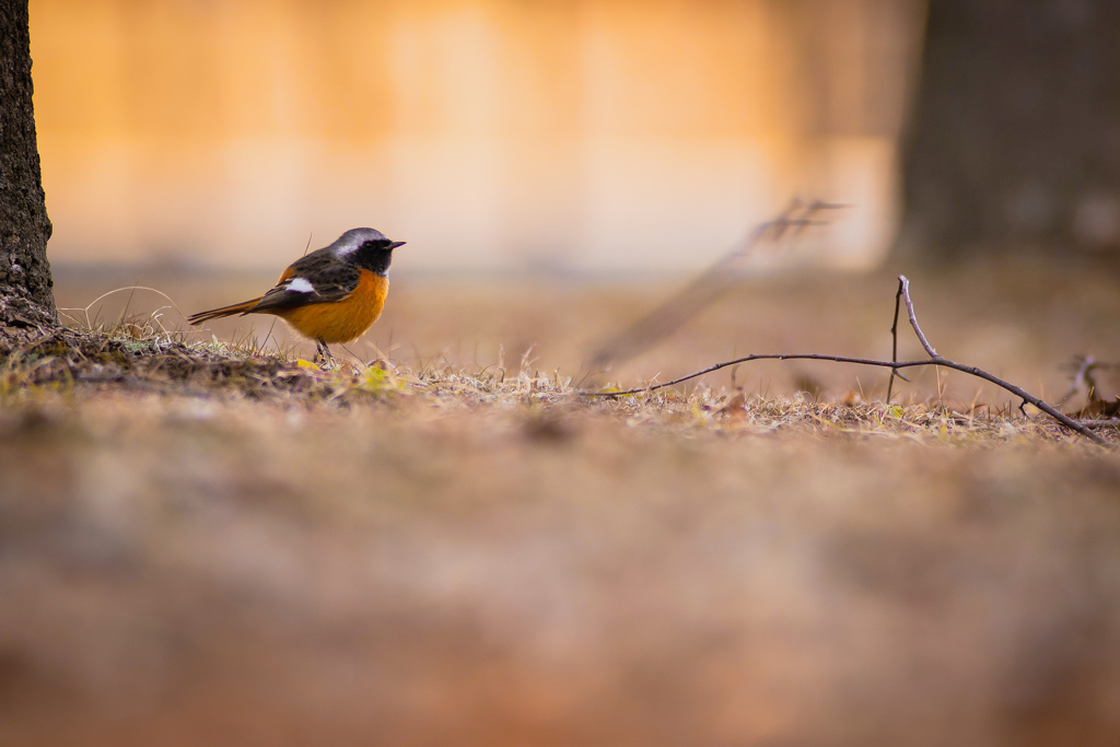 野の鳥