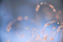 やわらかな冬の光