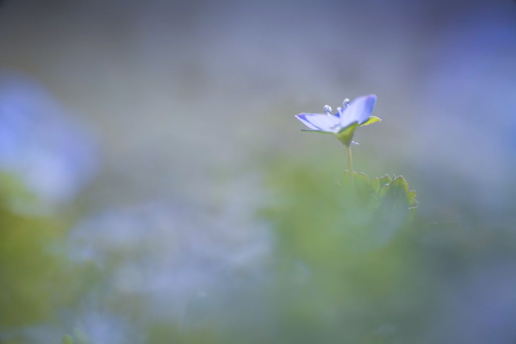 幻に浮く