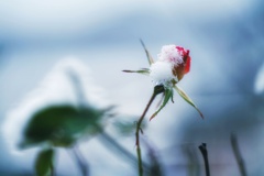 白い雪と赤い薔薇