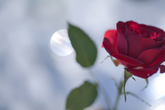 薔薇は冬に輝く