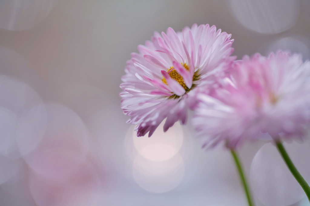 雛菊という花
