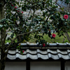 椿の花咲く