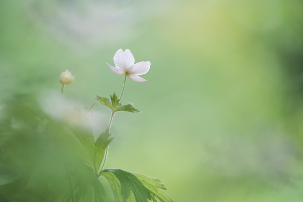 穏やかな透明度
