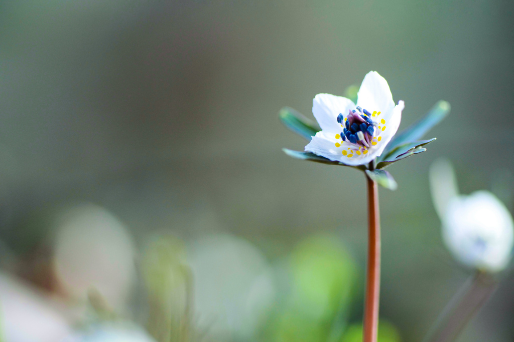 希望の花開く