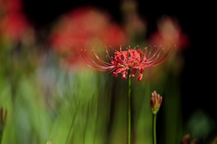 曼珠沙華