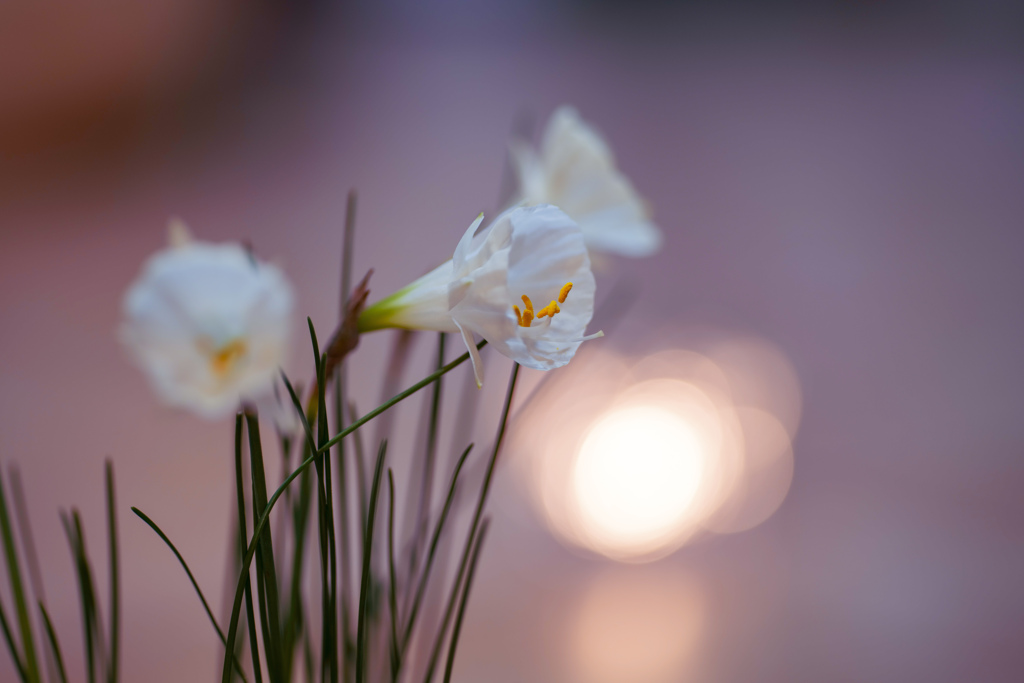冬の光と白い花