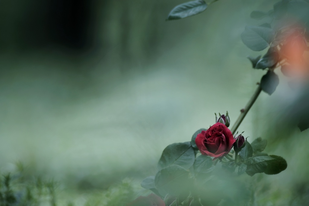 薔薇の呼吸