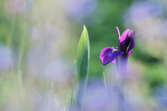 いずれ菖蒲か杜若