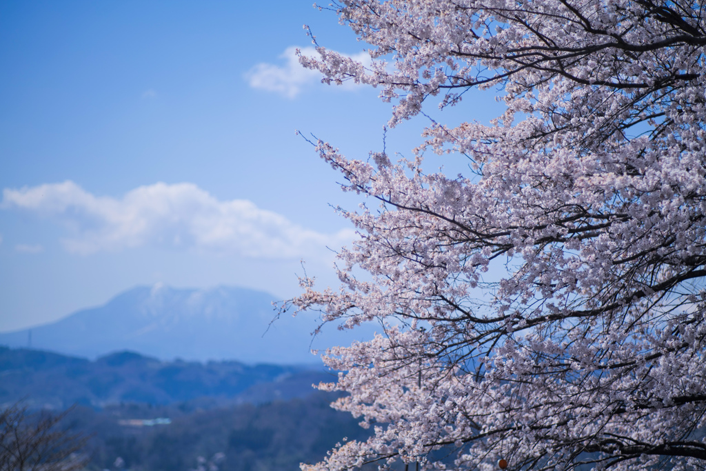 桜は そよ風のように