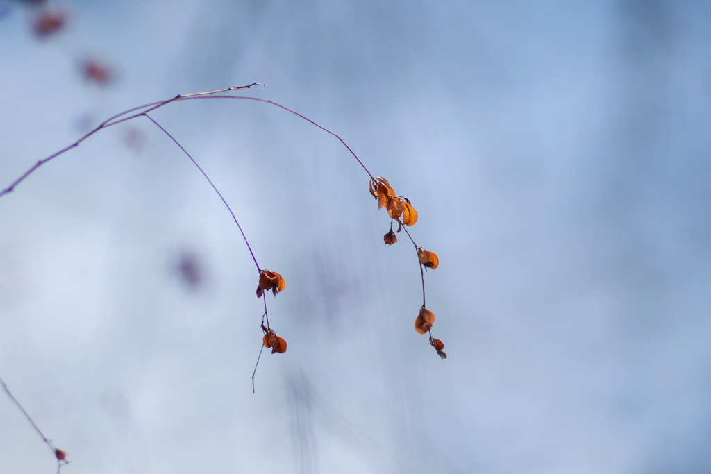 透過する冬の色