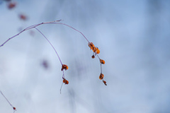 透過する冬の色