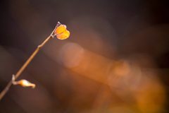 小さなまごころ