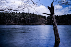 湖の水没木