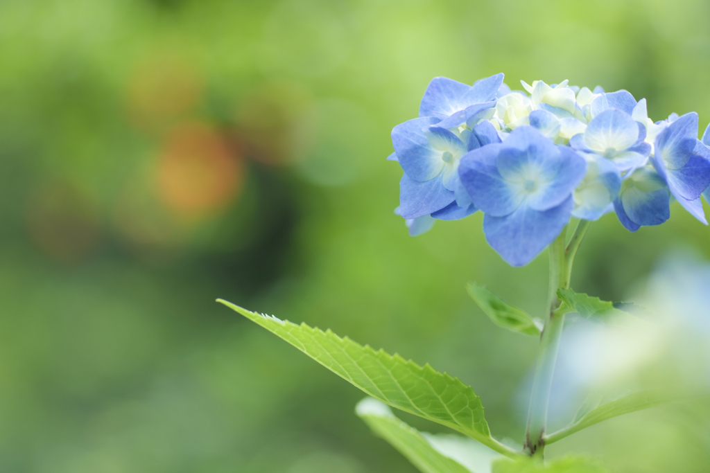 6月の紫陽花