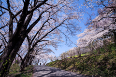 心踊る満開の花道