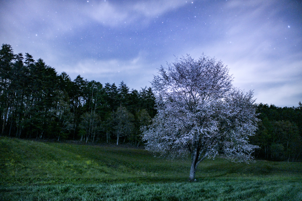 なごり桜の寂夜