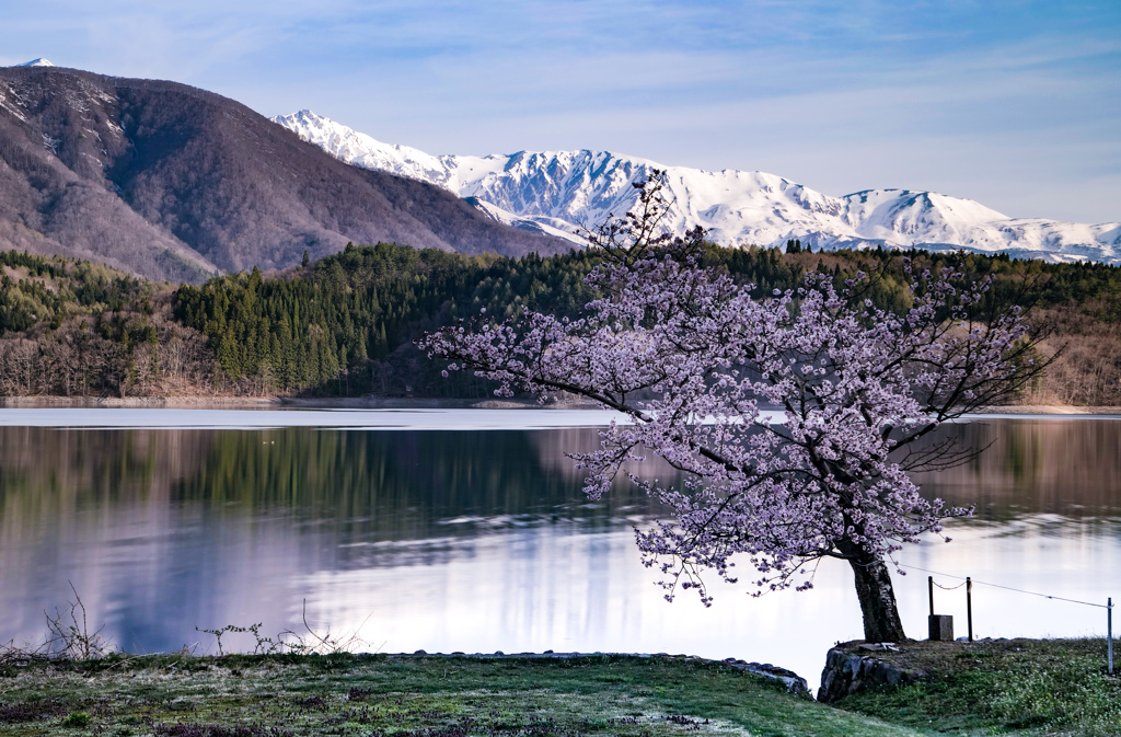 青木湖の一本桜