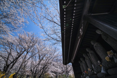 桜空と六地蔵さま