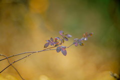 端麗なるカンザシ