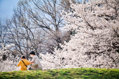 温もりの花が咲く
