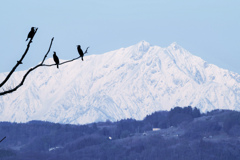 雪山の川鵜