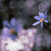 光の中の青い花