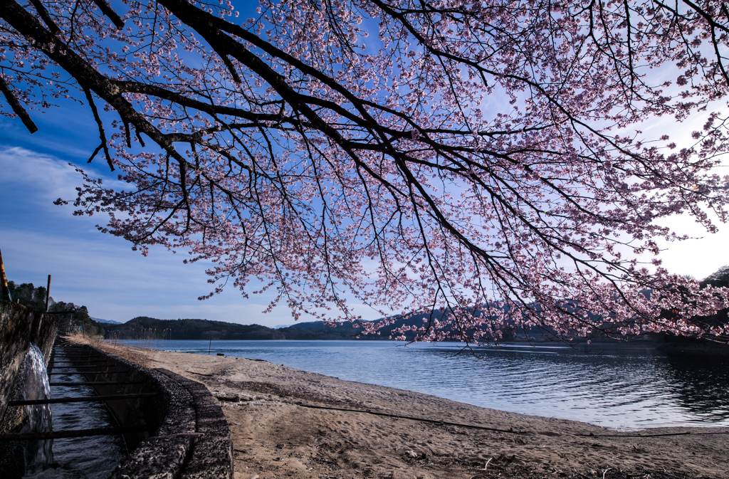 湖の桜