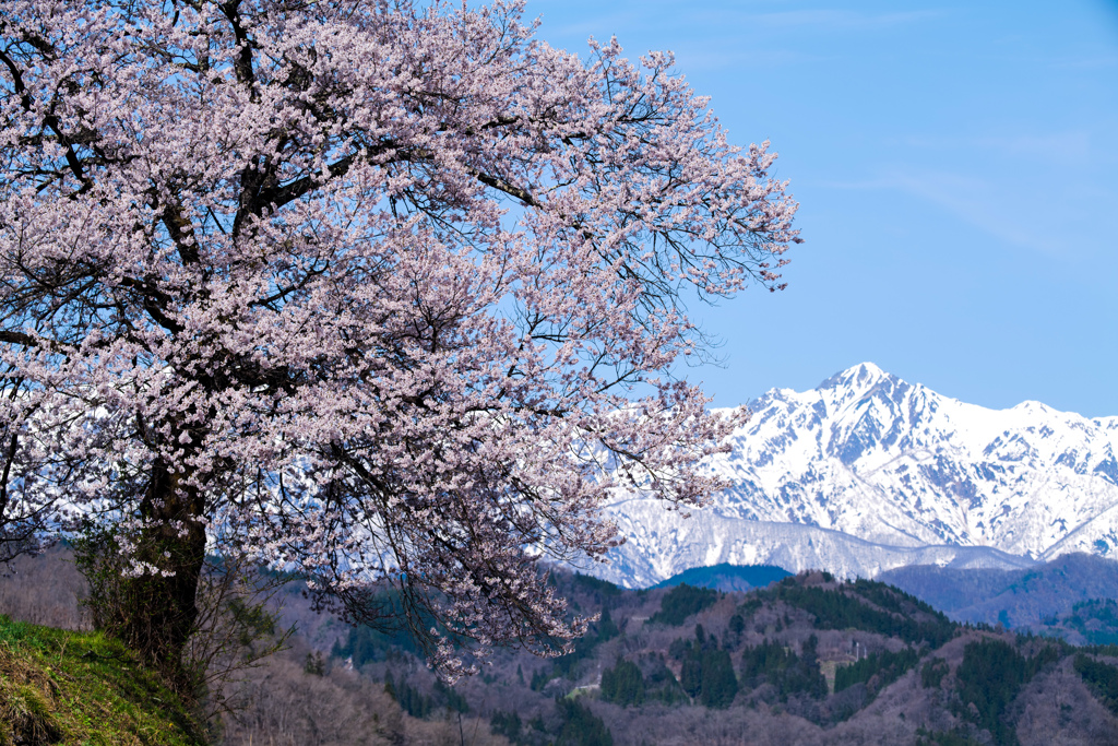 山桜と五竜岳