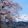 山桜と五竜岳