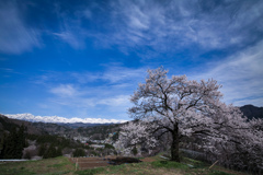 春満天の山桜